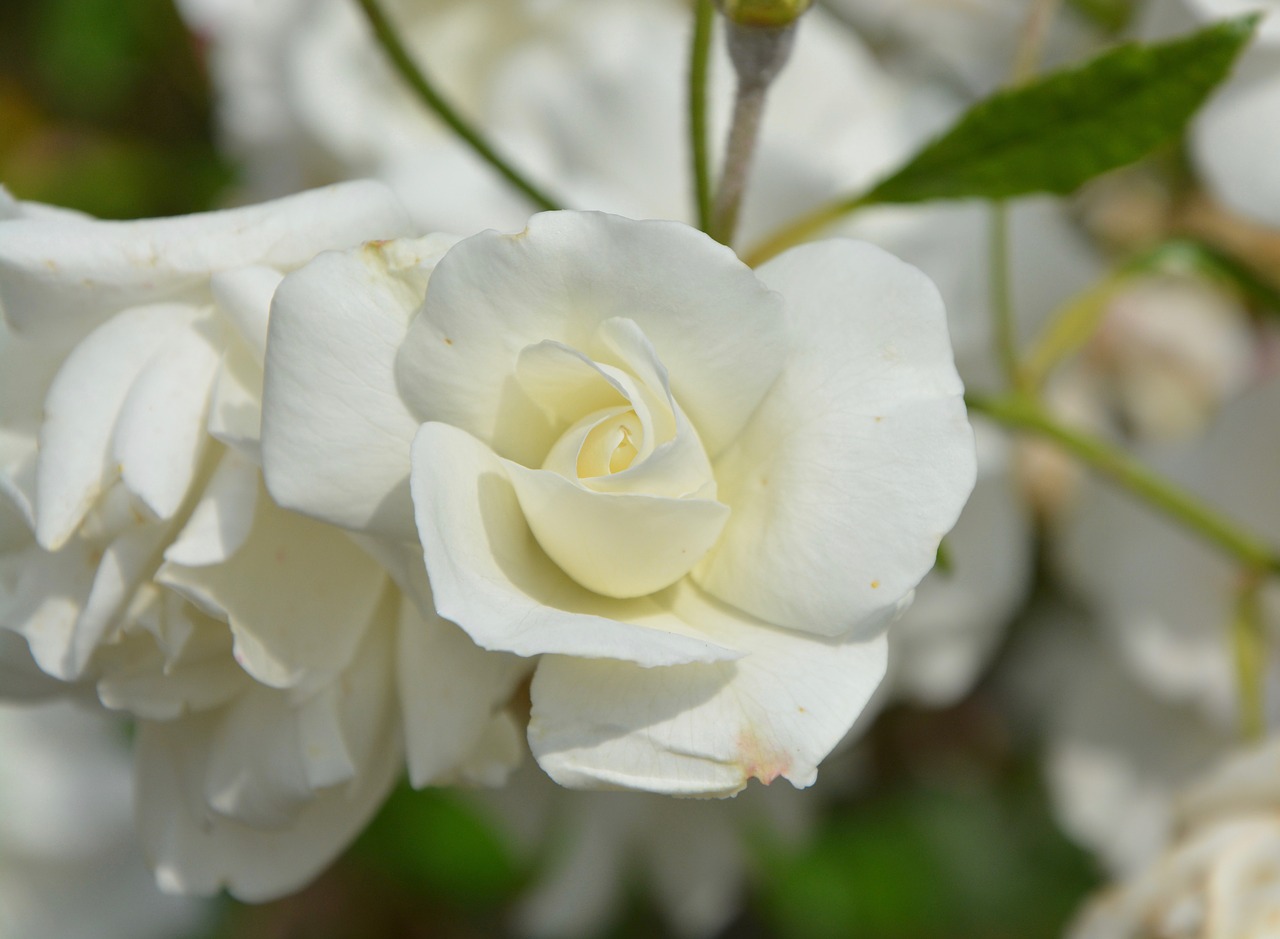 white rose white flower purity free photo