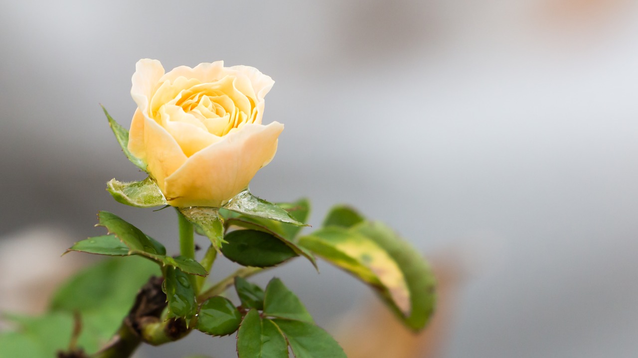 white rose rose flower free photo