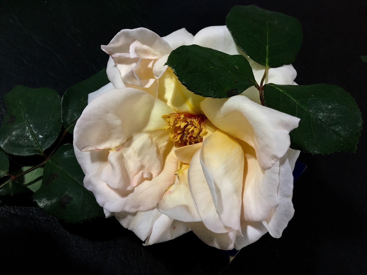 white rose petals rosa free photo