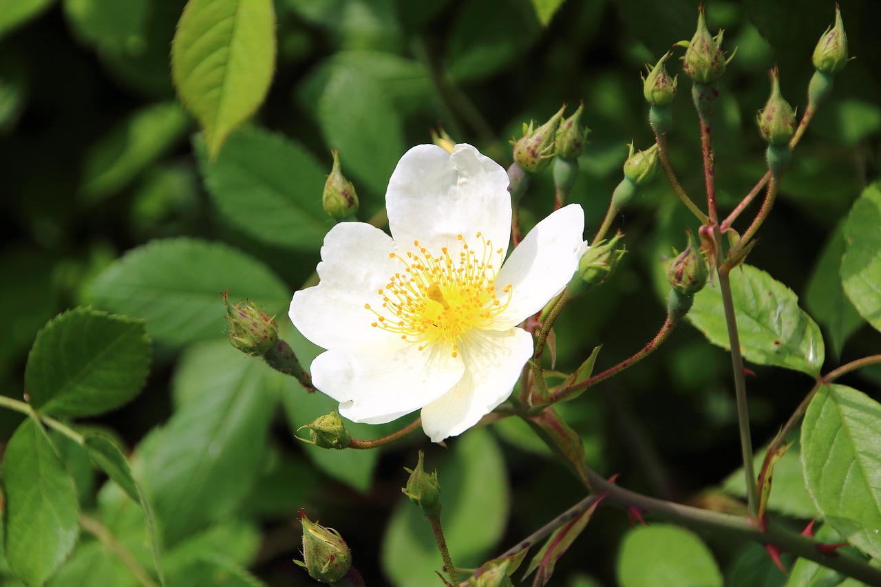 white rose flower white flower free photo