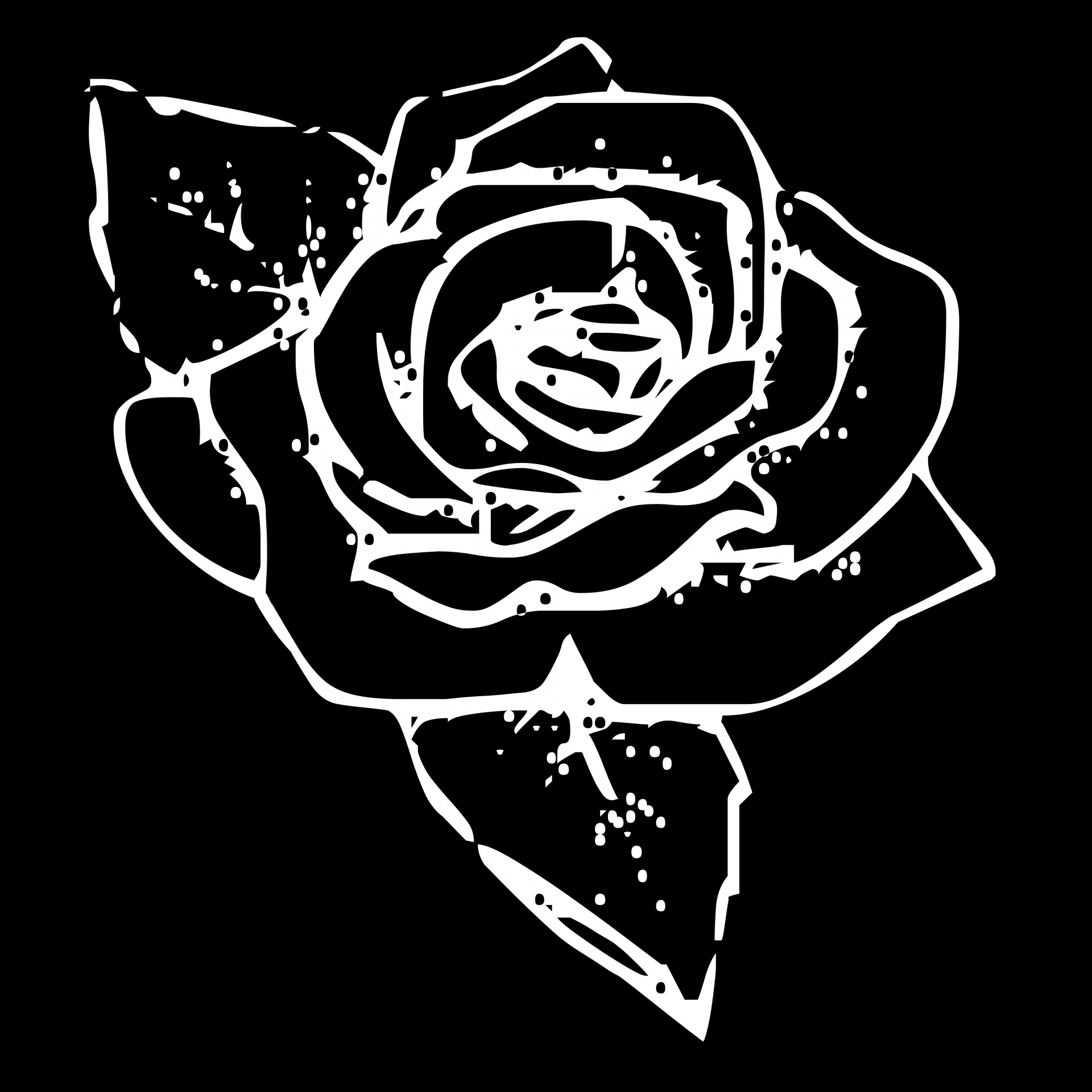 White Rose Drawing Black Background anonimamentemivida