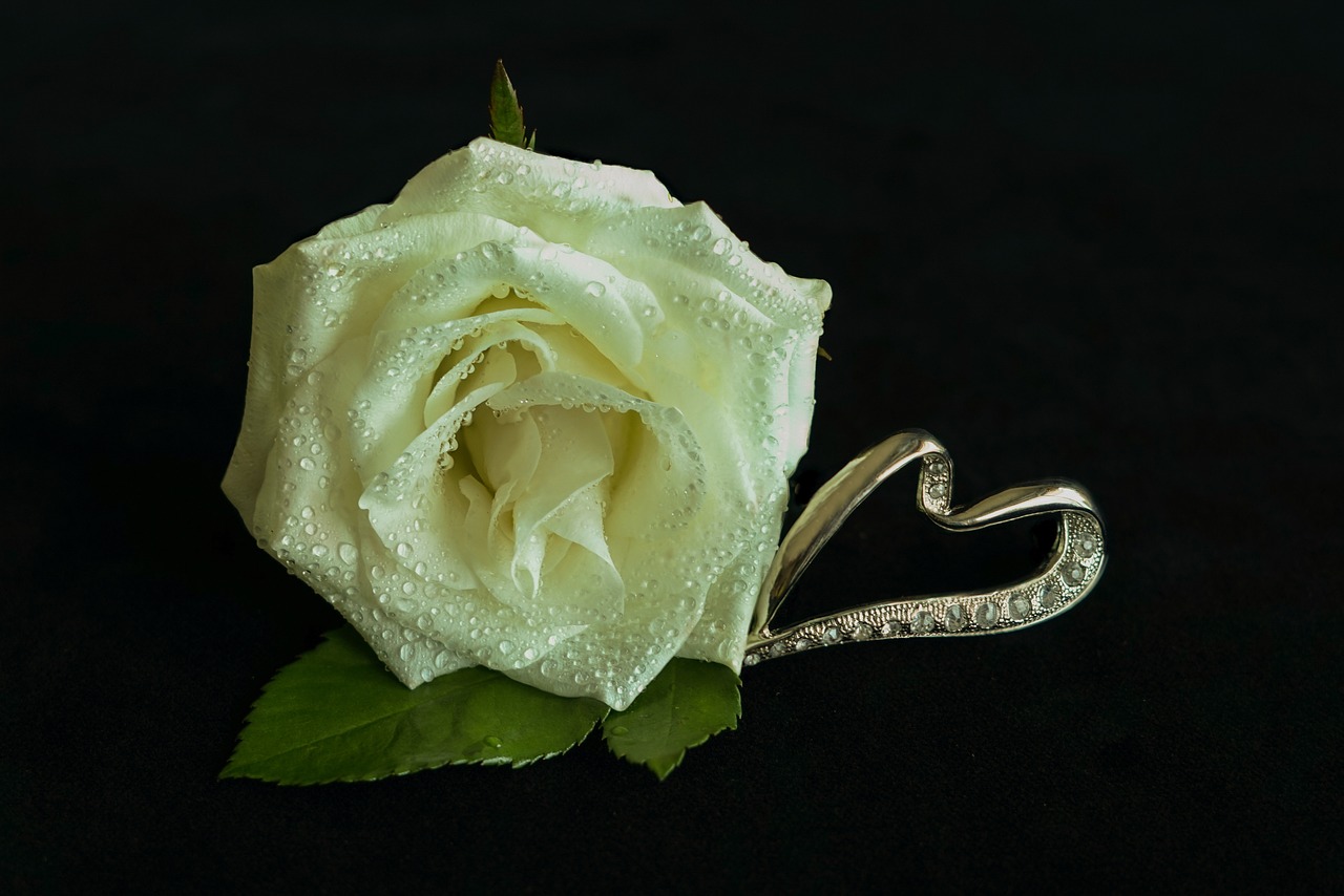 white rose heart jewellery free photo