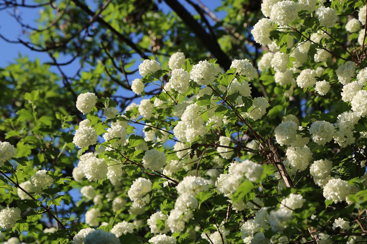 white rose  rose  tree free photo