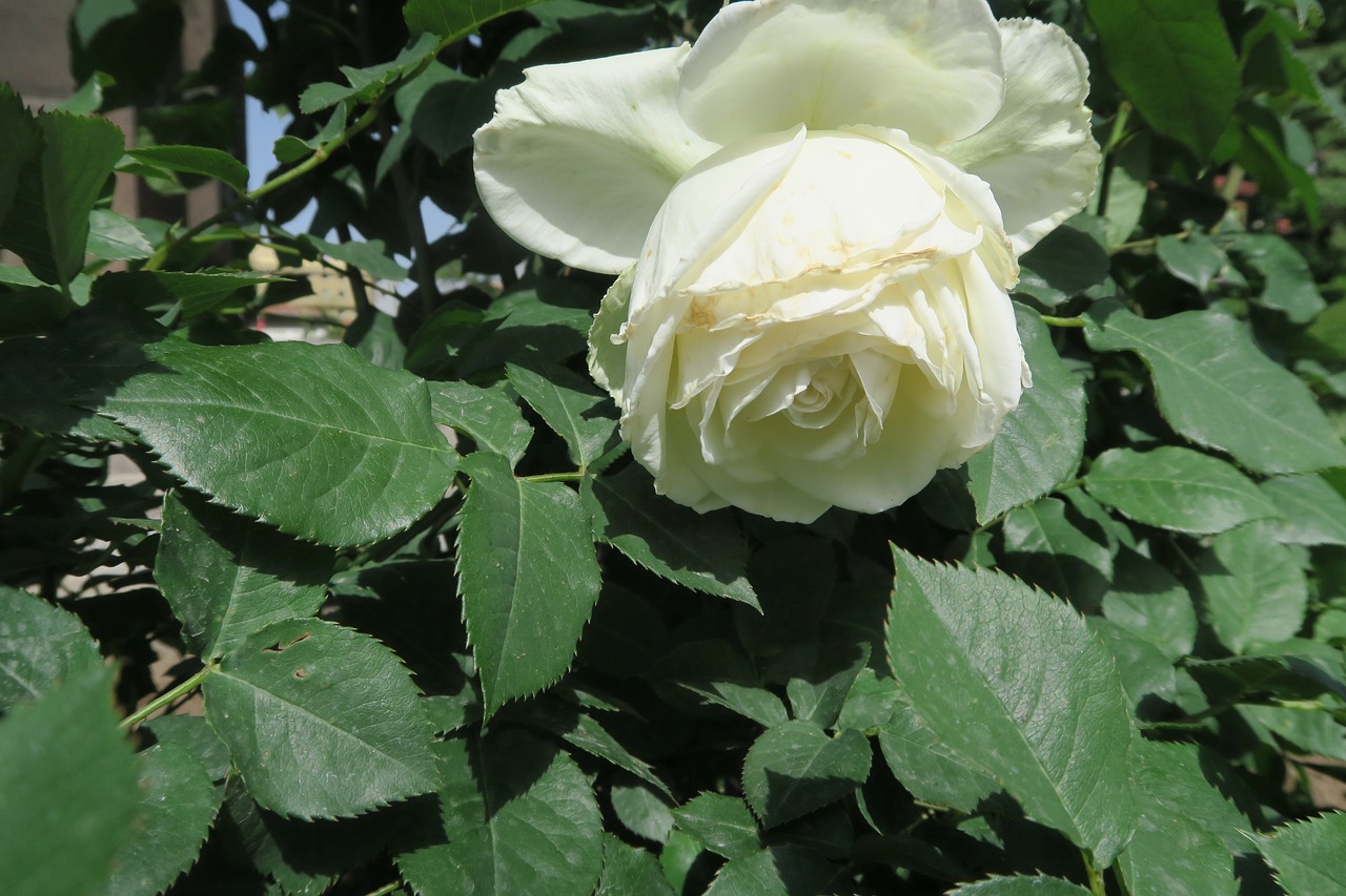 white rose  rose  flower free photo