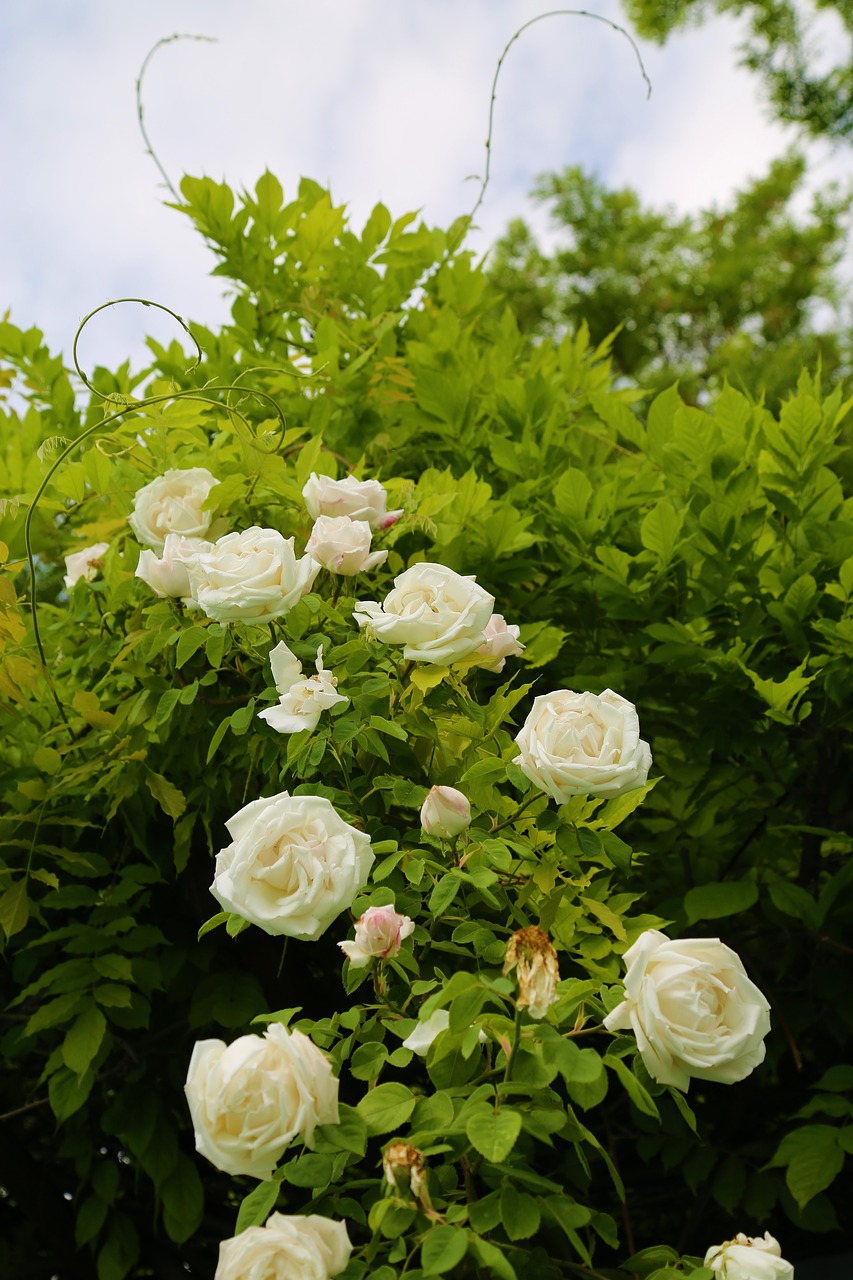 white rose  rose  sprout free photo