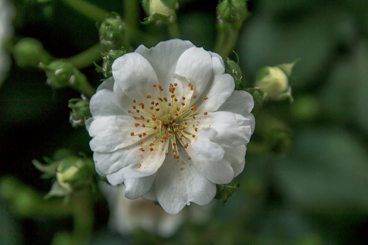 white rose  flower  rose free photo