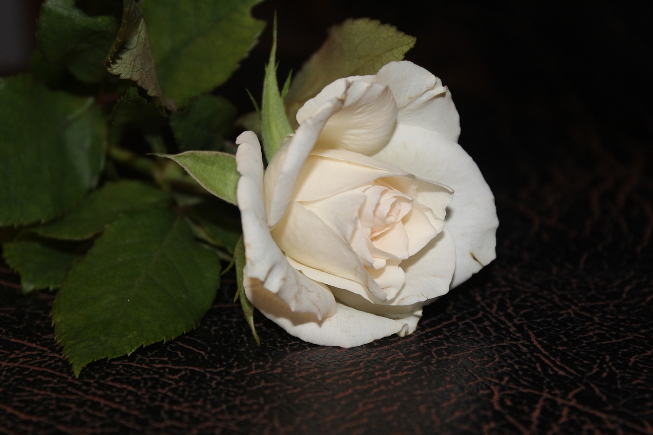 white rose  rose  white roses free photo