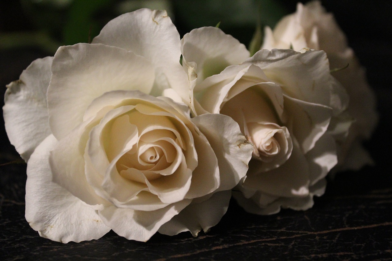 white rose  rose  love free photo