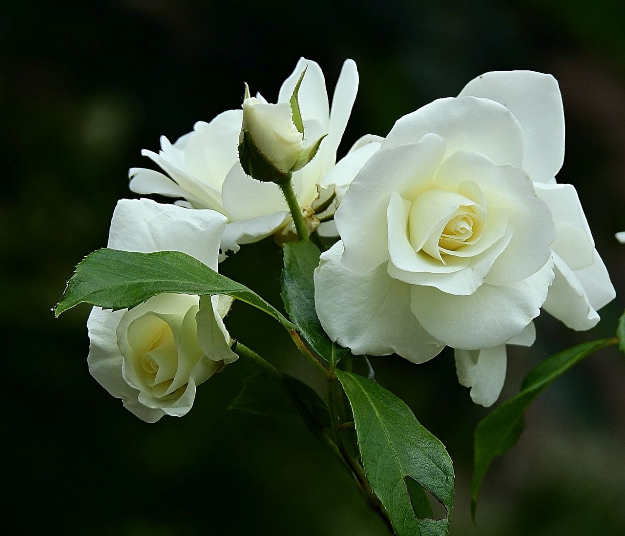 white rose  beauty  spring free photo