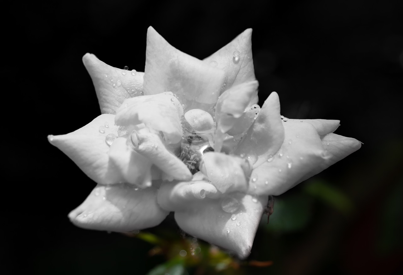 white rose  knockout  rain drops free photo