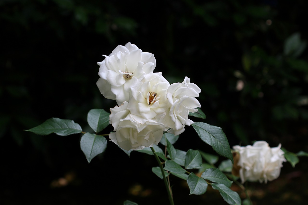 Белые розы в горах