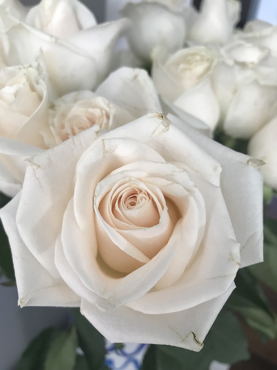 white rose  flower  petals free photo