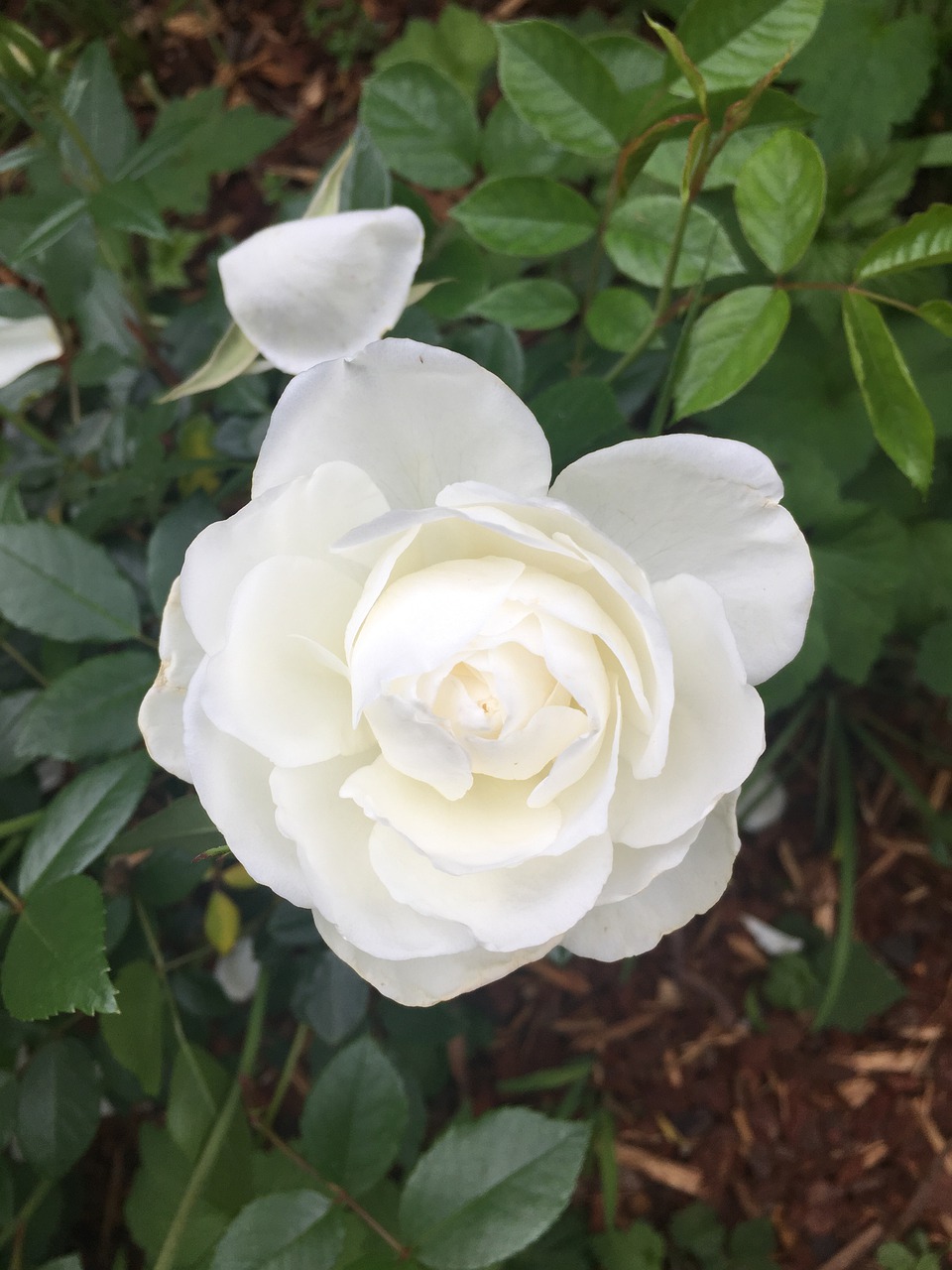 white rose  rose  white free photo