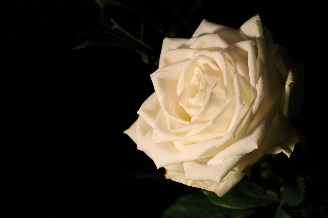white rose  romantic  blossom free photo