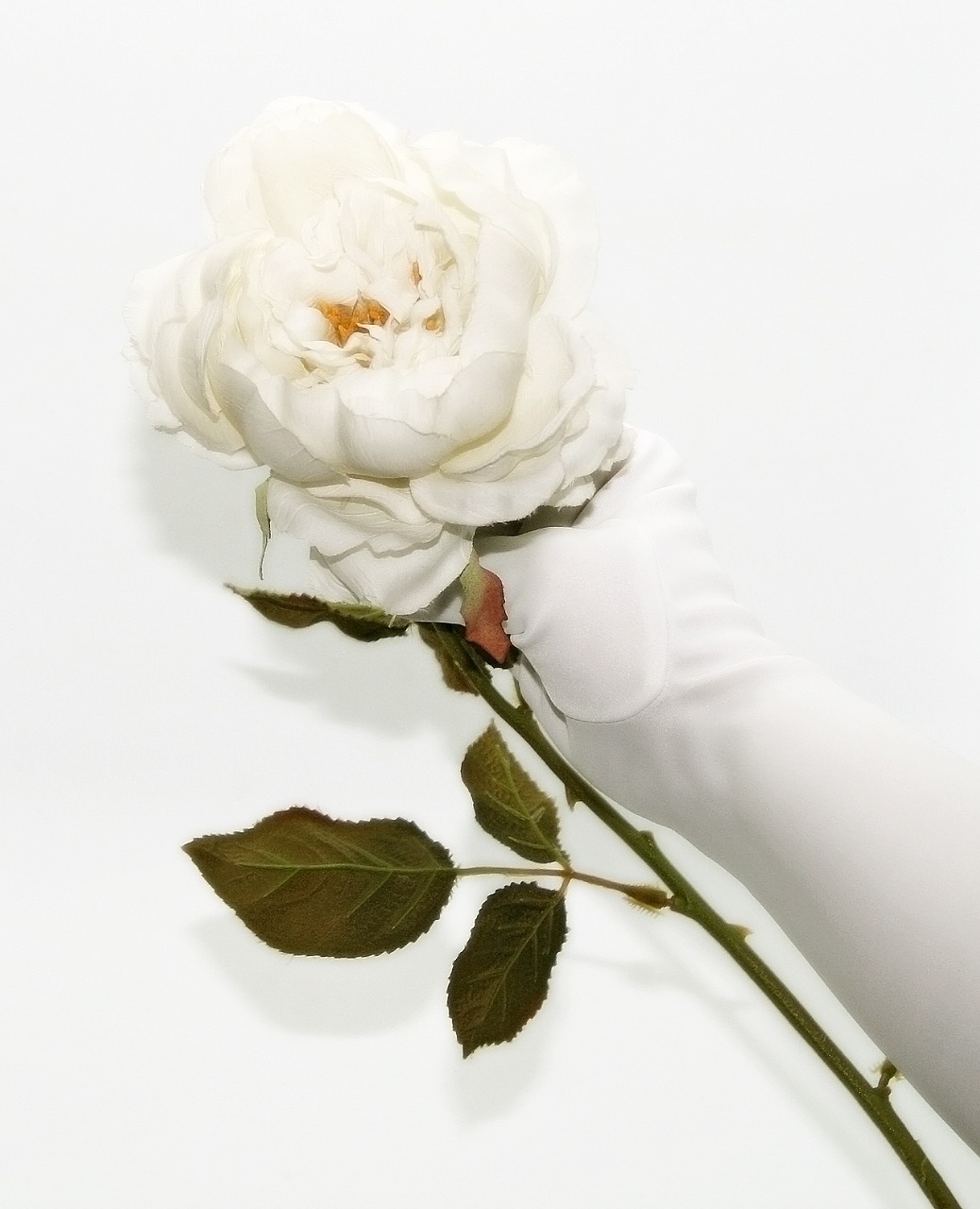 white rose glove white free photo