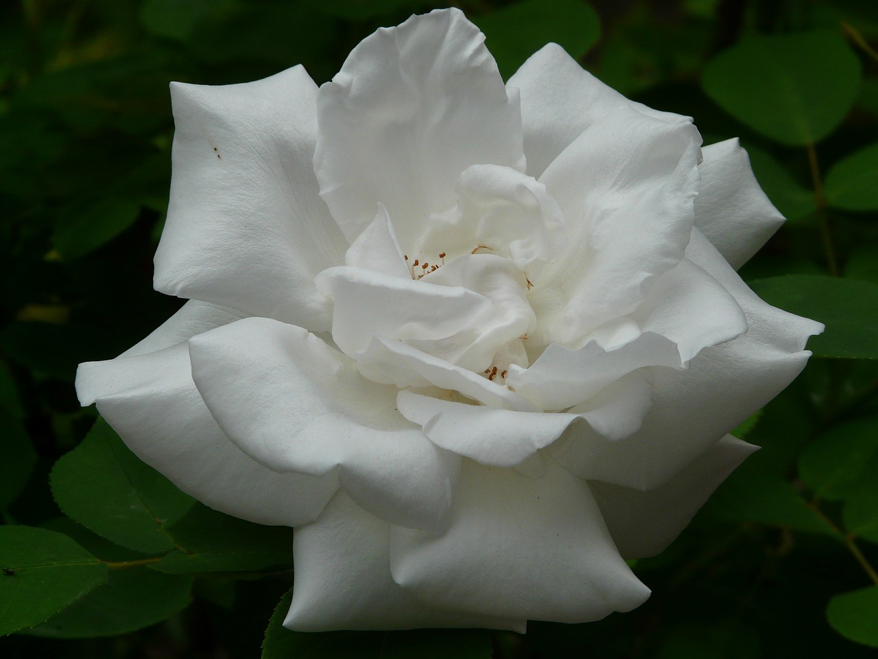 white rose rose rose bloom free photo