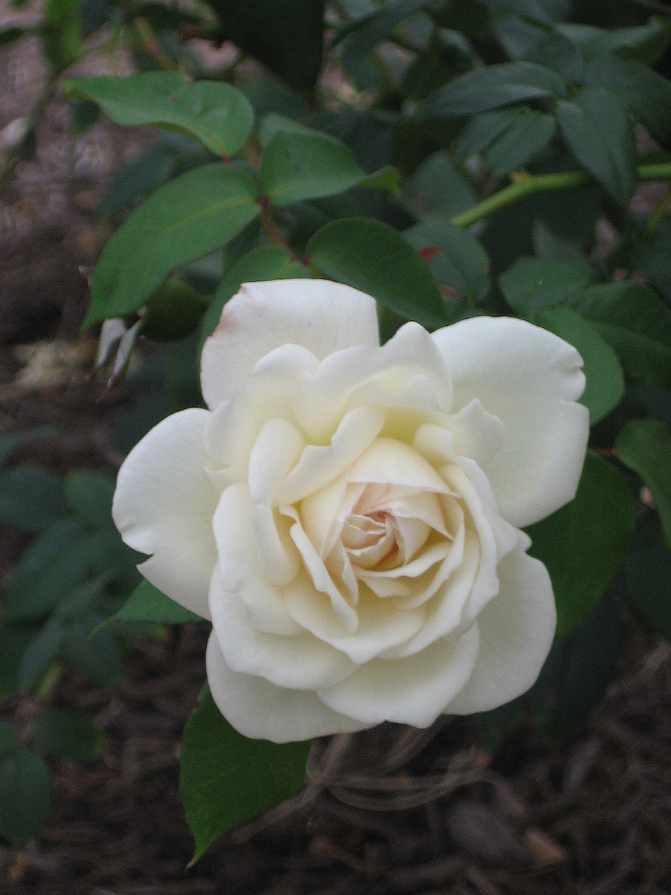 white rose fall free photo