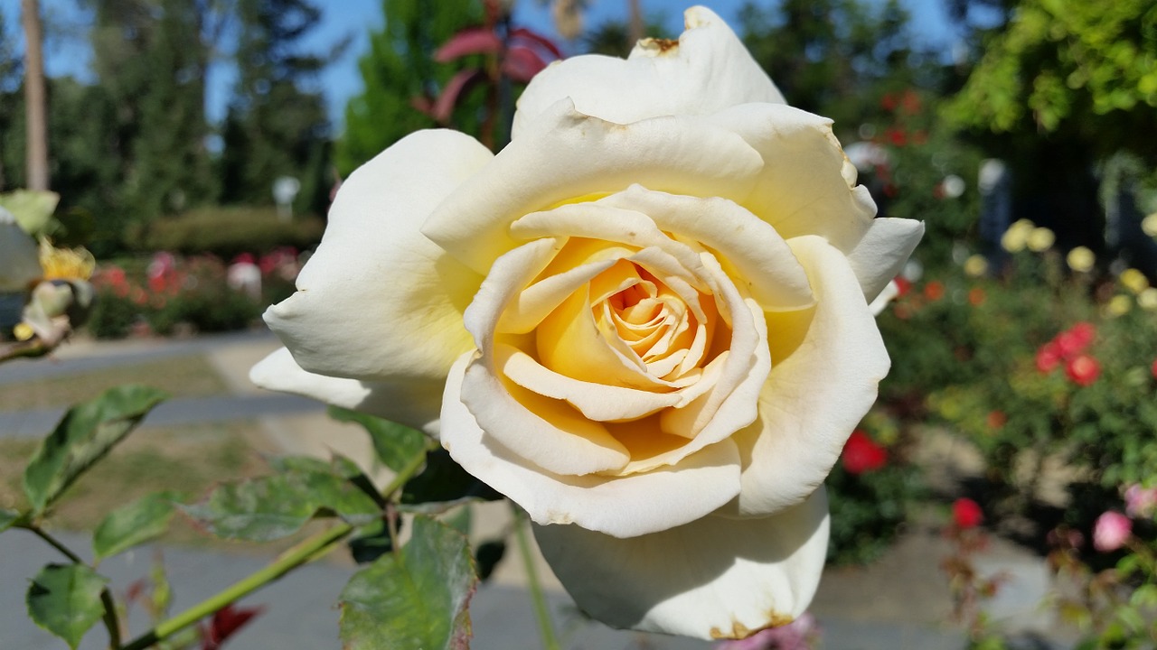 white rose rose flower free photo