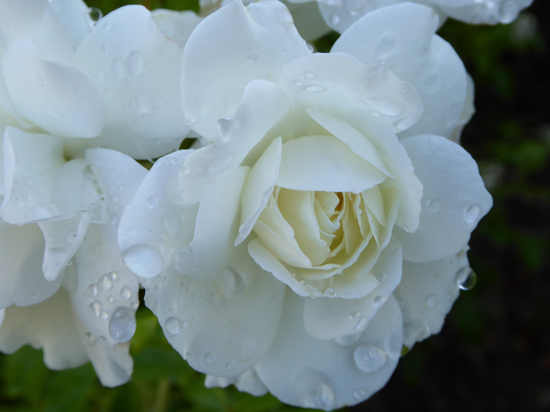 rose white dew free photo