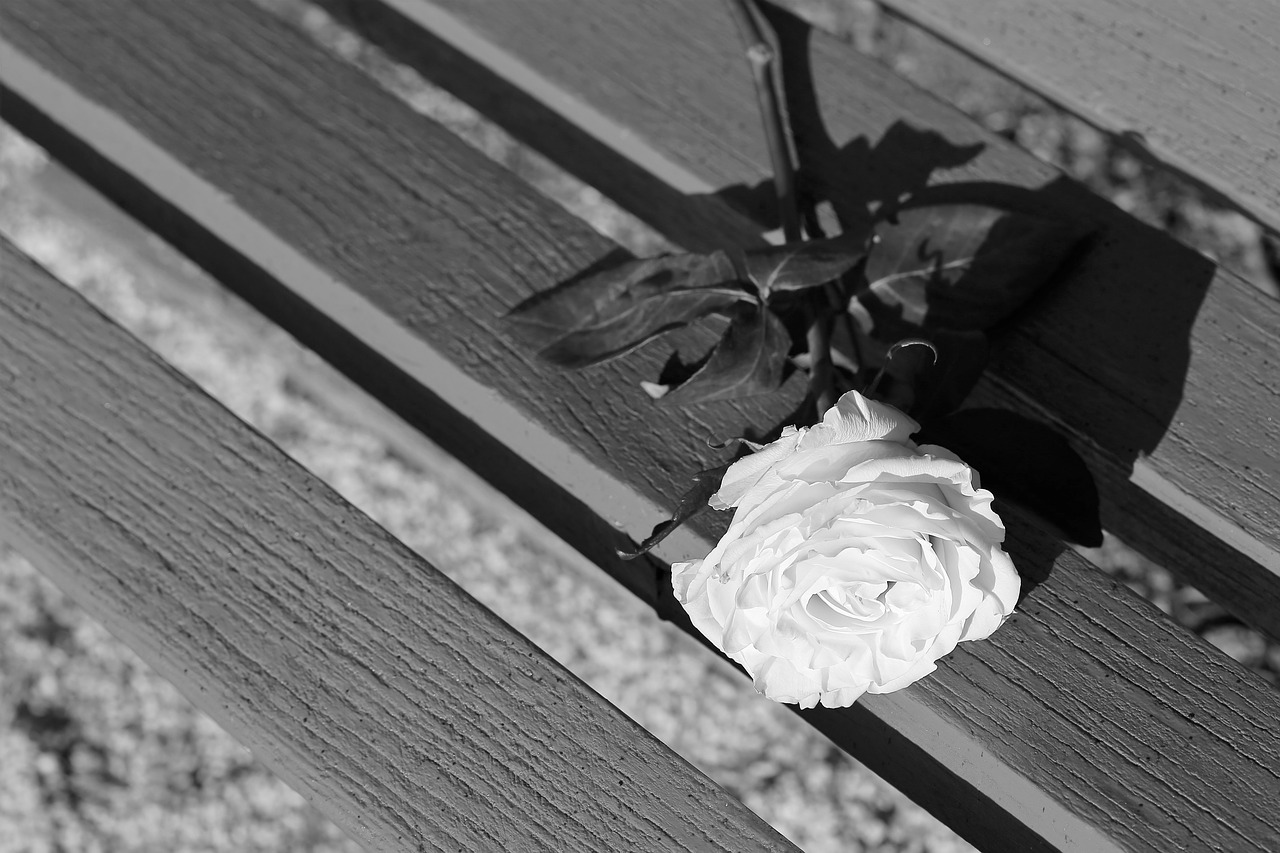 white rose on bench  dramatic  flower free photo