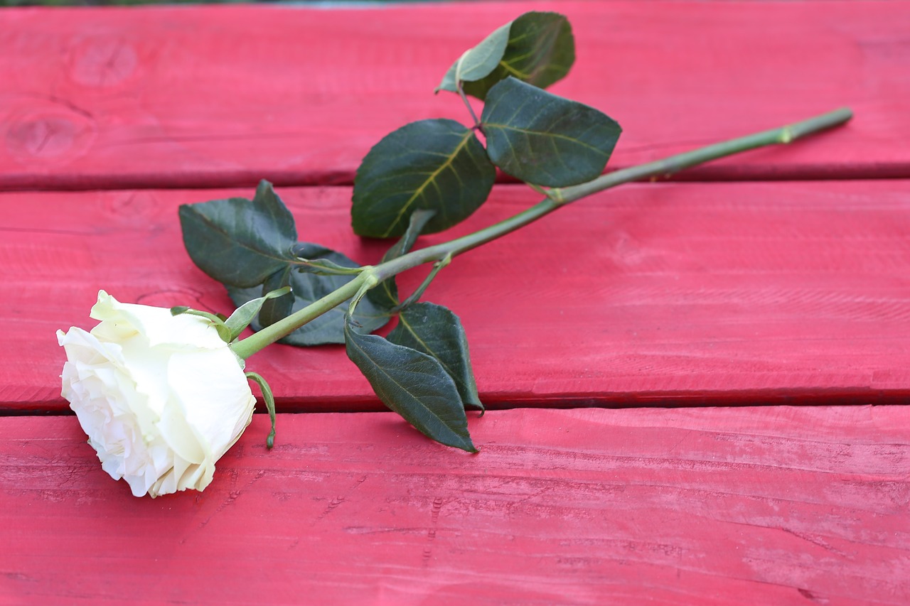 white rose on red bench  flower  decoration free photo