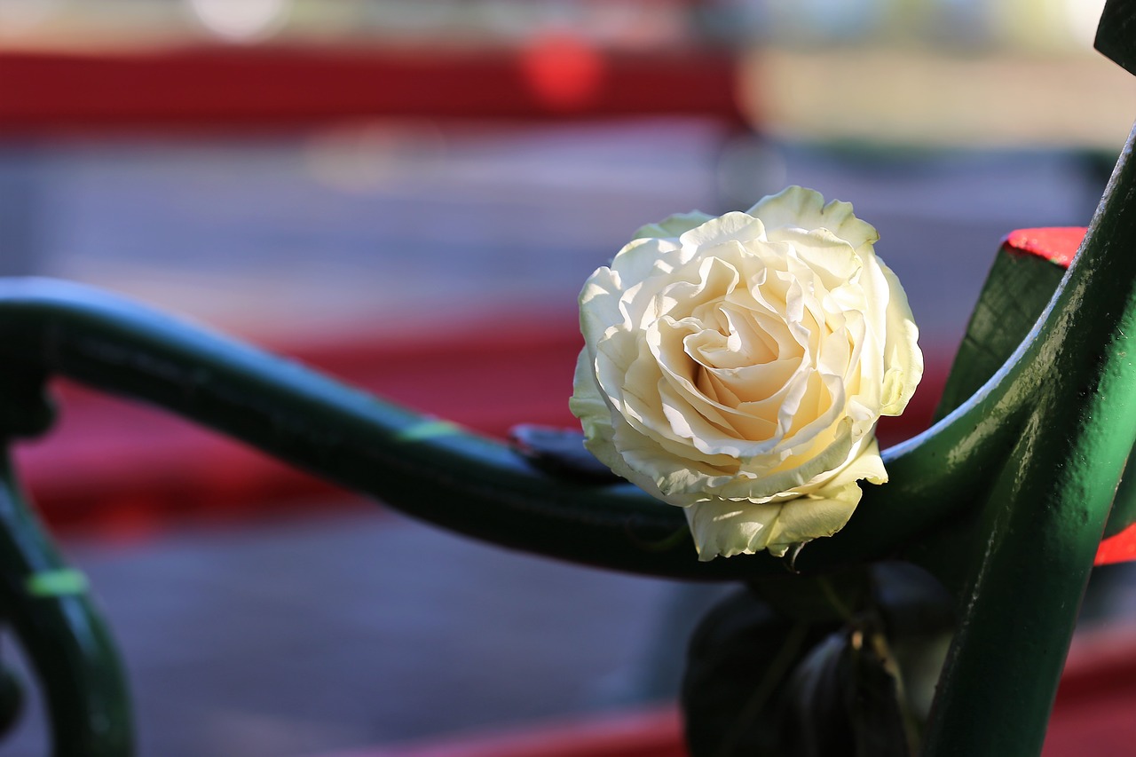 white rose on red bench  flower  decoration free photo