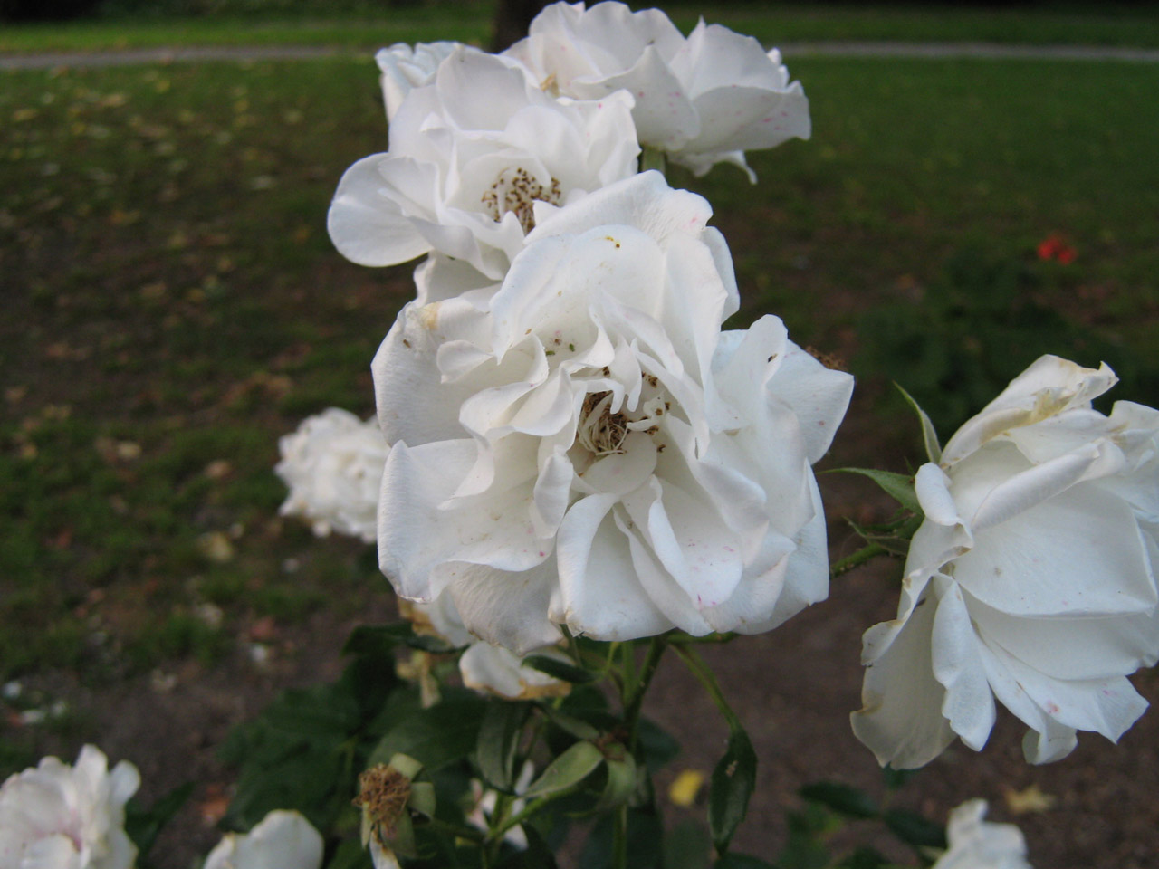 flower white rose free photo