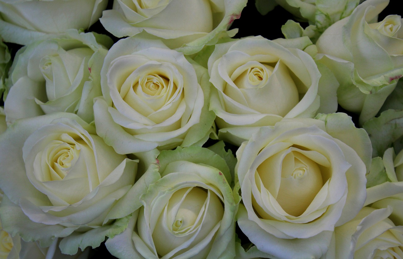 white roses roses white free photo