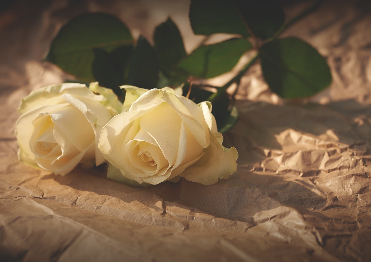 white roses flowers romance free photo