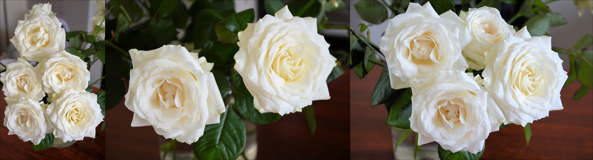 blooming white roses free photo