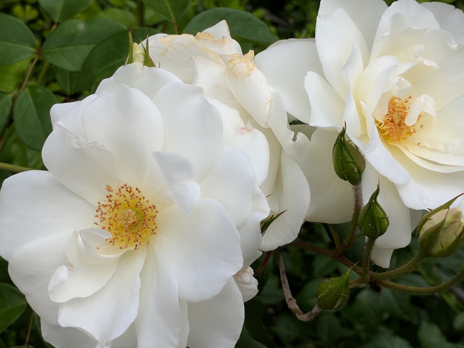 rose roses white free photo