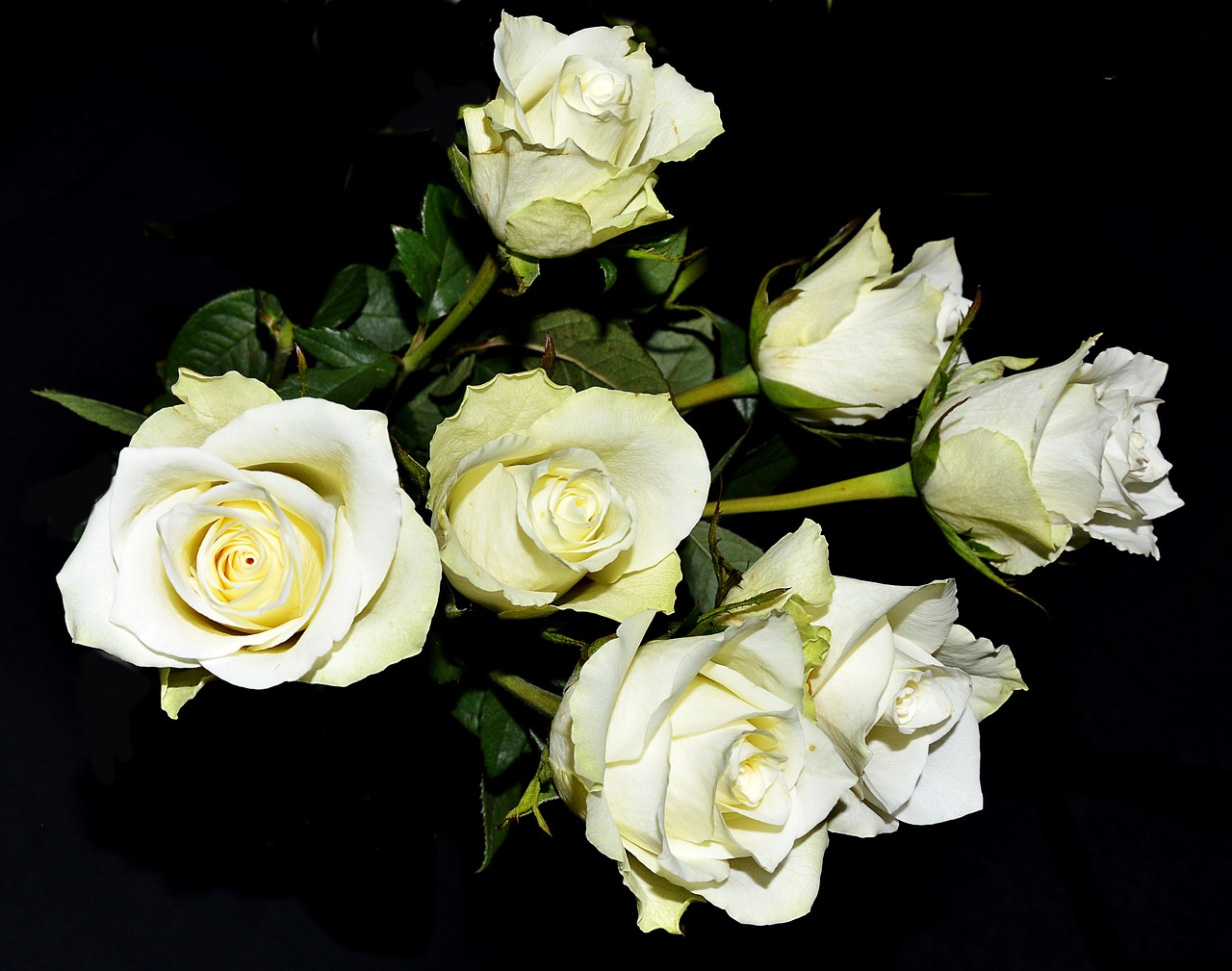 white roses flourished bush free photo