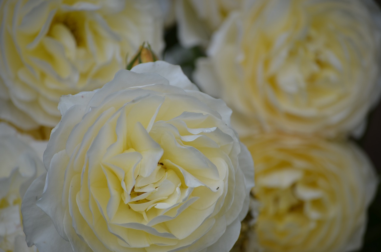 white roses flowers nature free photo