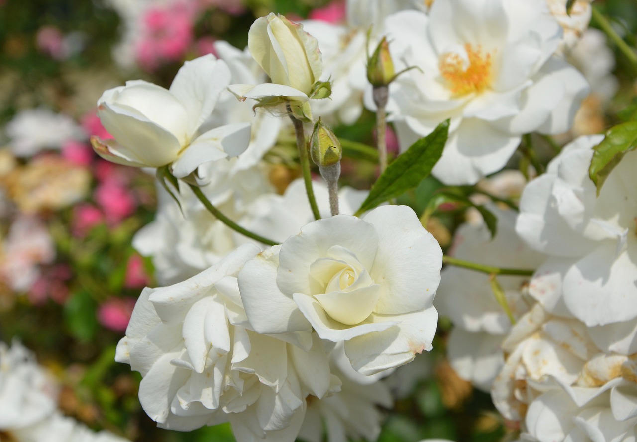white roses flowers bouquet of roses free photo