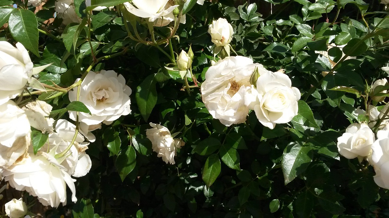 white roses rose bush garden free photo