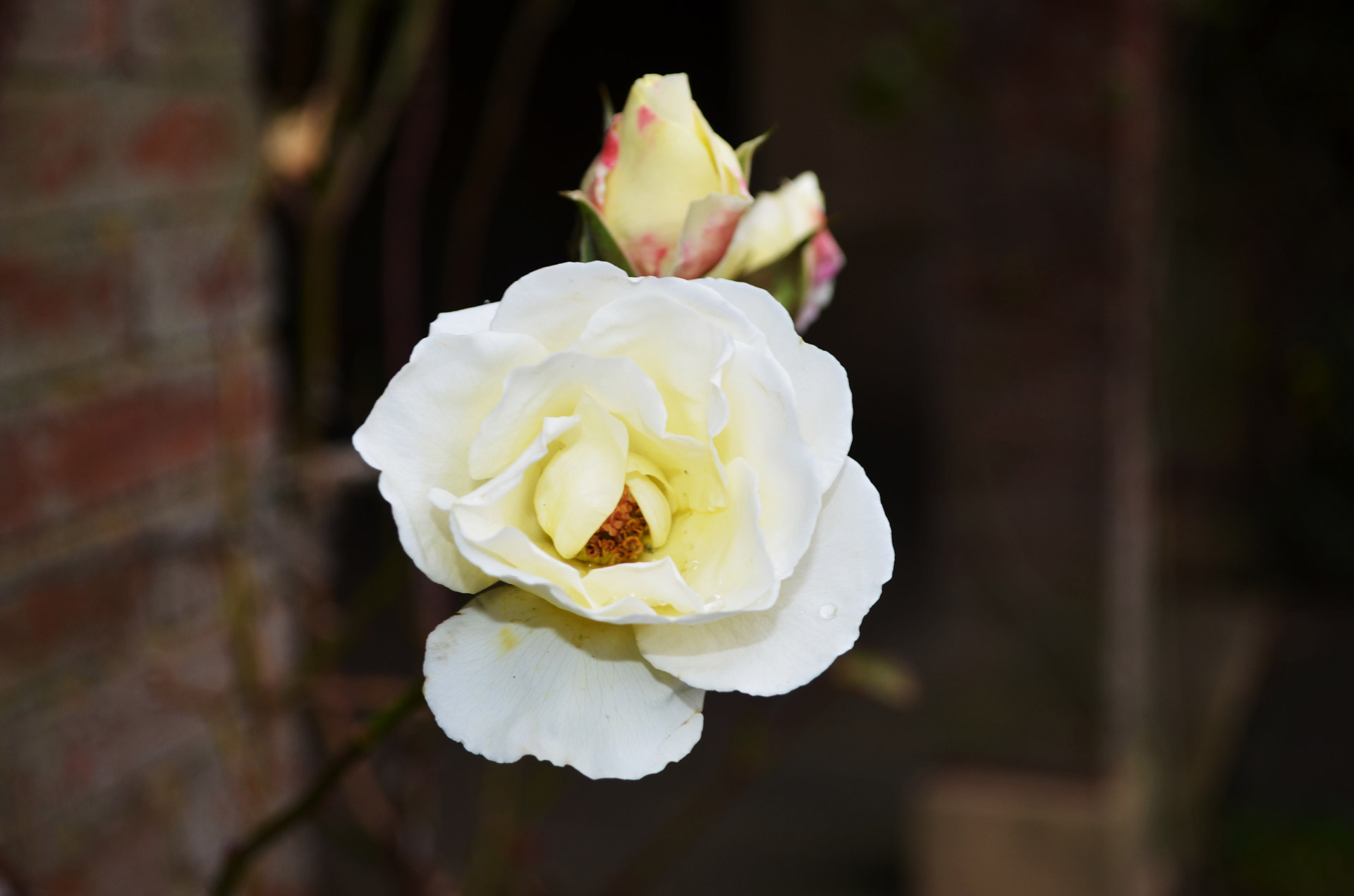 white roses buds free photo