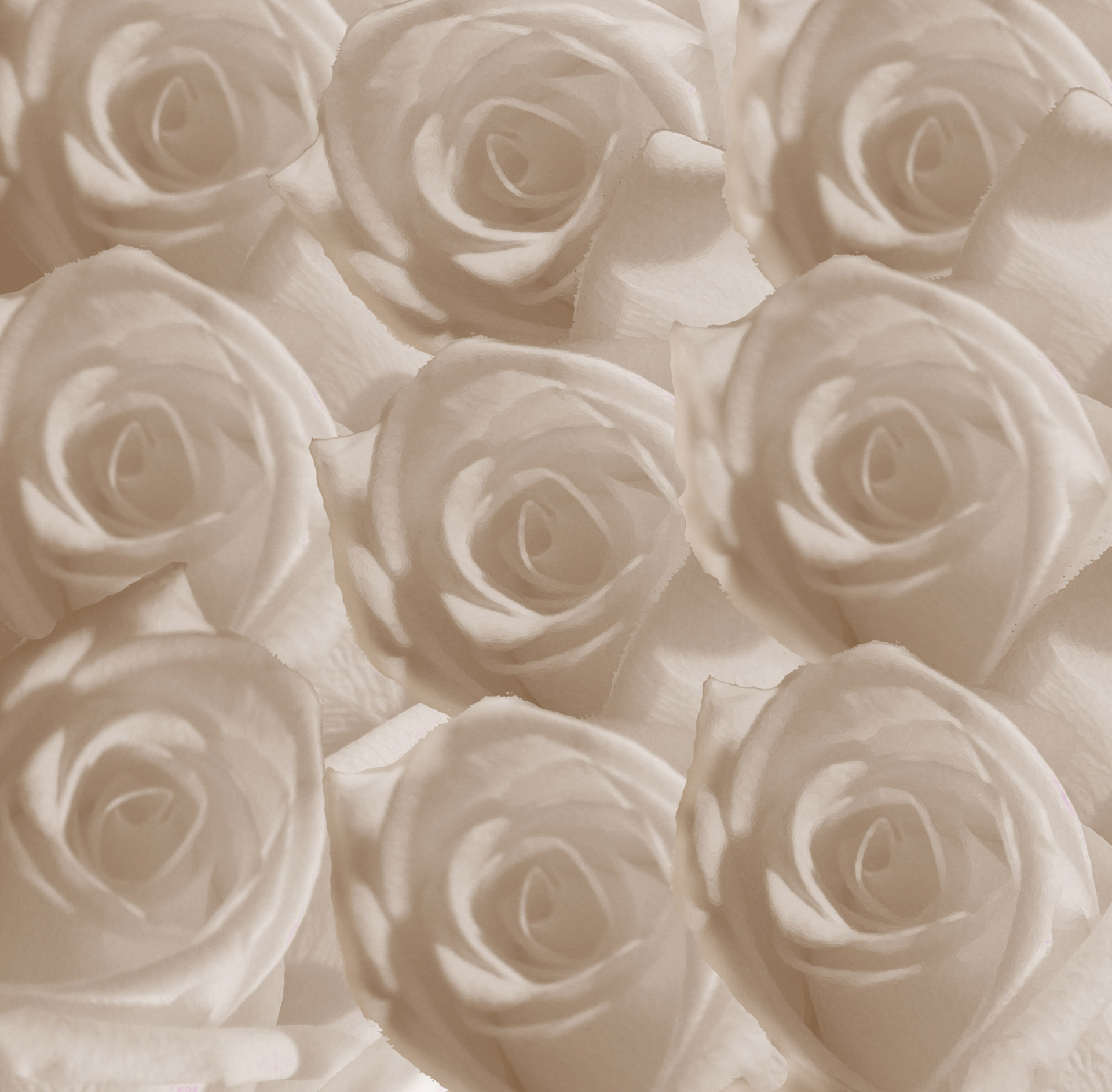 white roses photoshop effects free photo