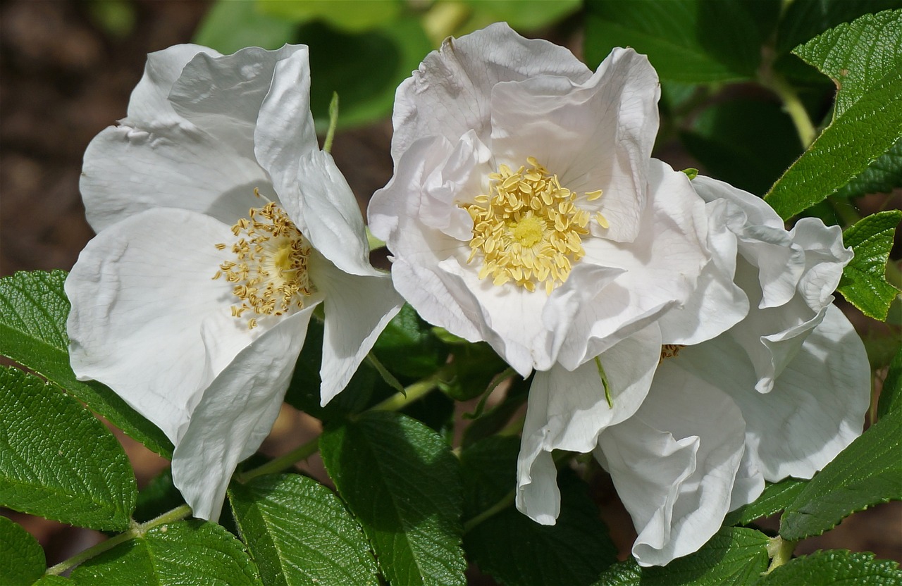 white rugosa rose rose plants free photo