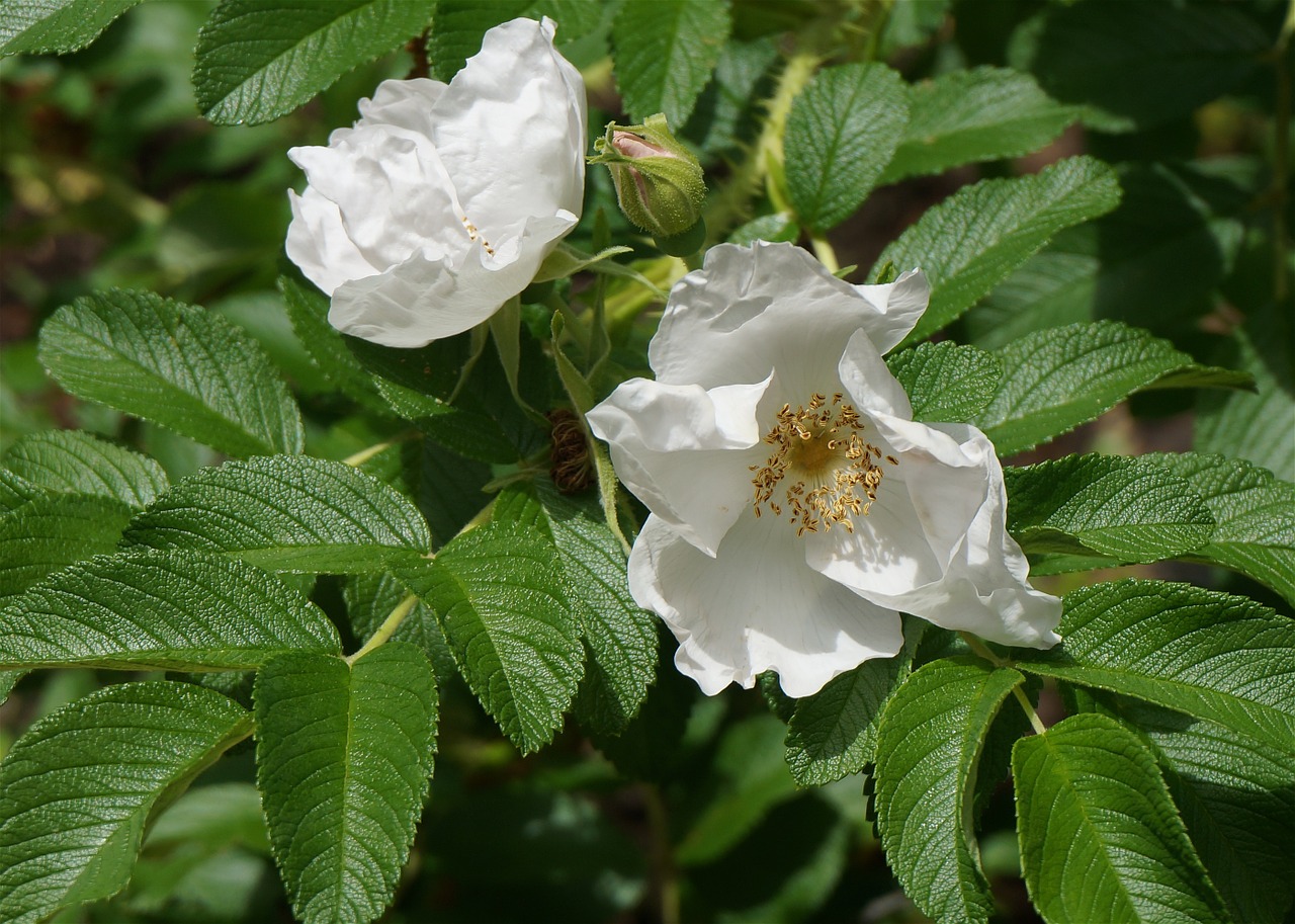 white rugosa rose rose bud free photo