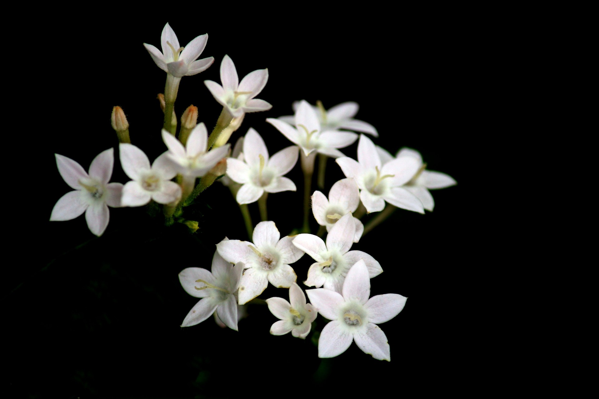 white flower flower garden petals free photo
