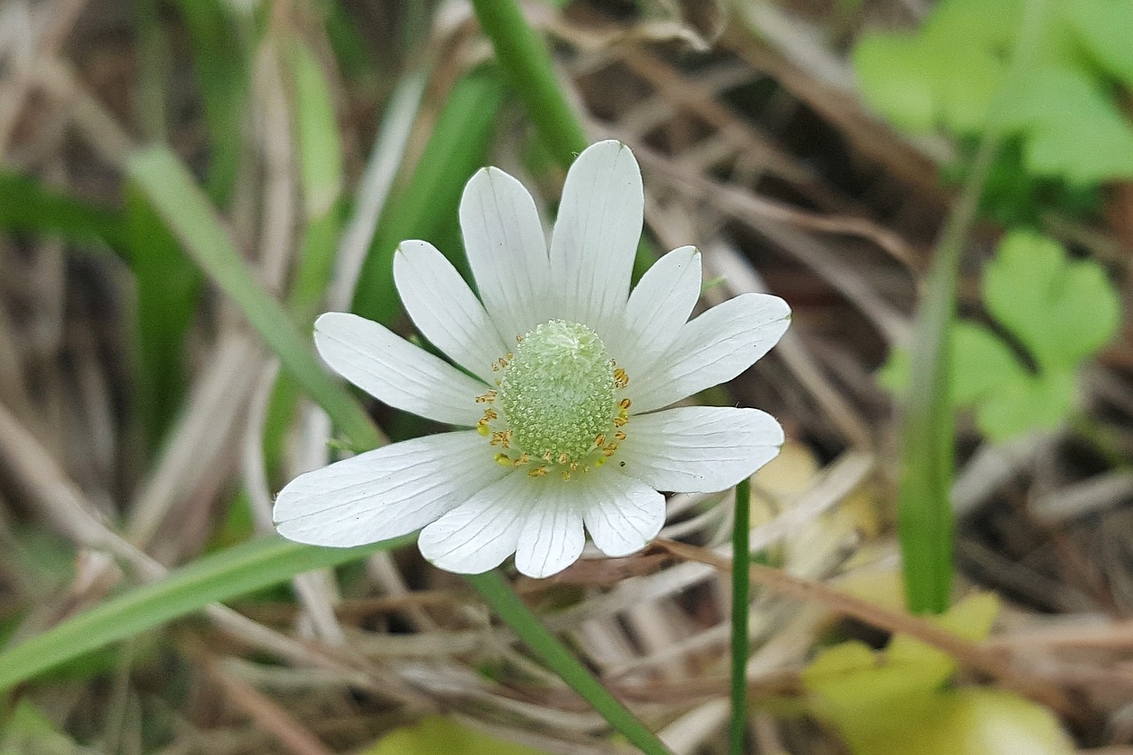 white-sepaled windflower windflower wildflowers free photo