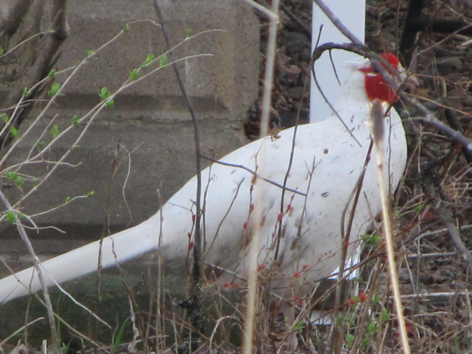 pheasant breathtaking nature free photo