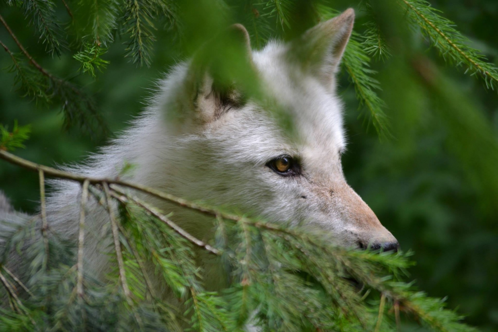 pine branch wolf free photo