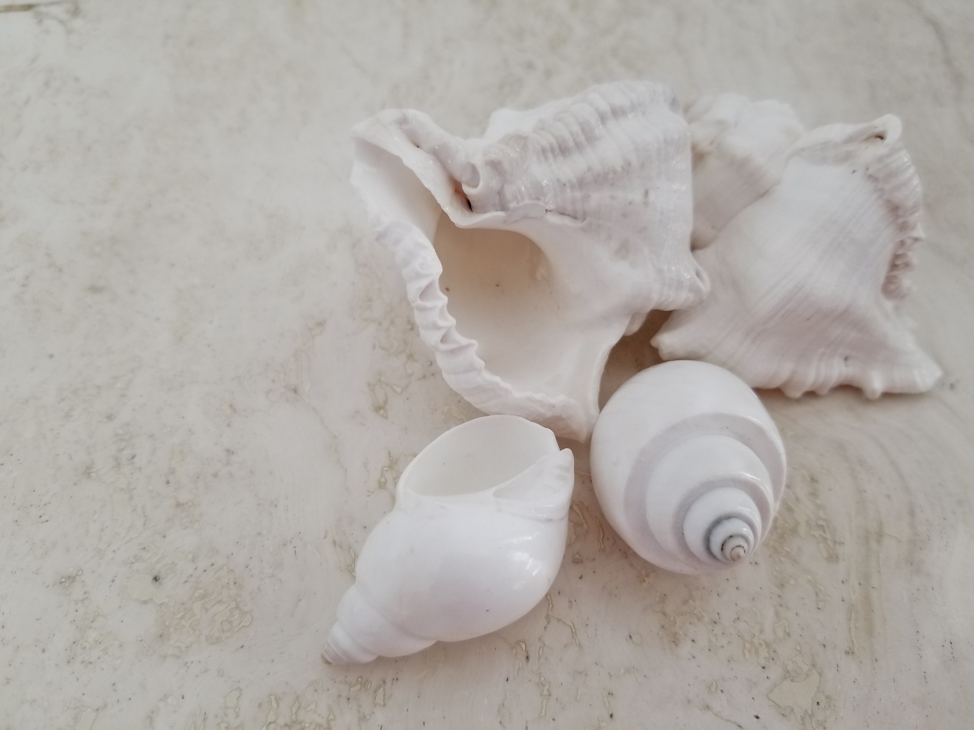 shells nautical cone free photo