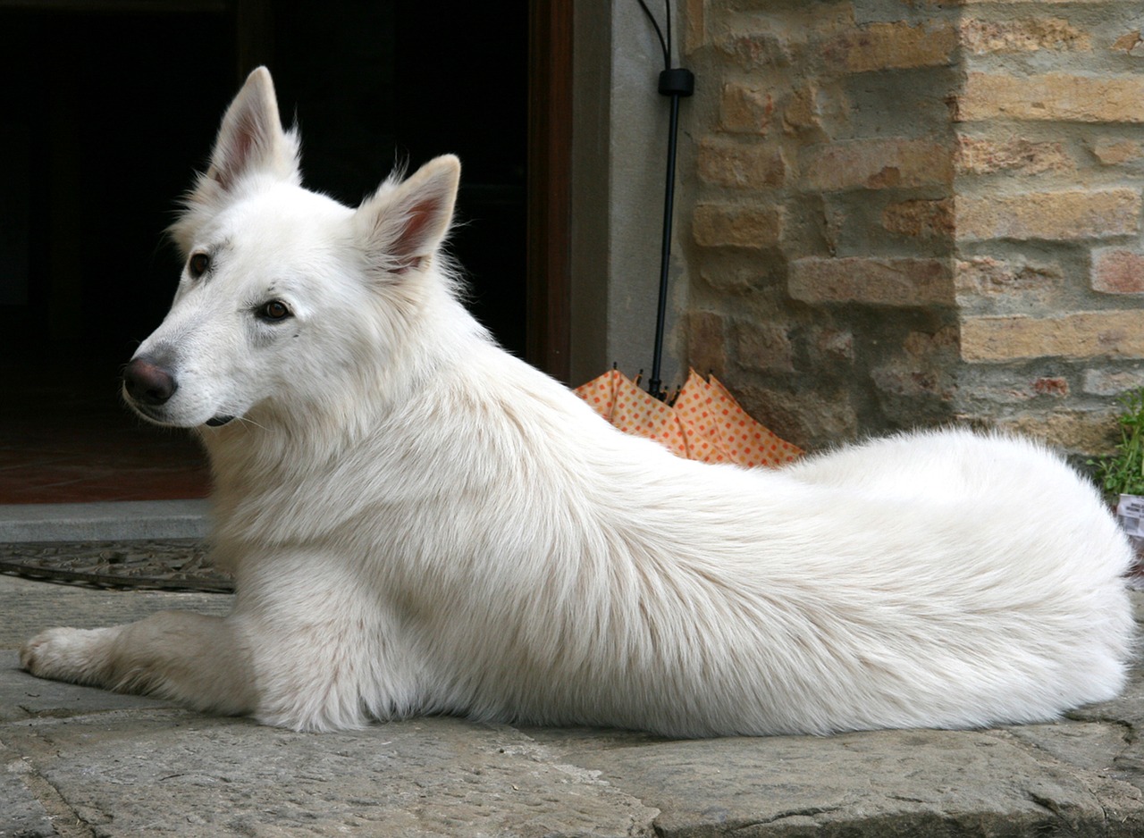 white shepherd swiss shepherd dog dog free photo