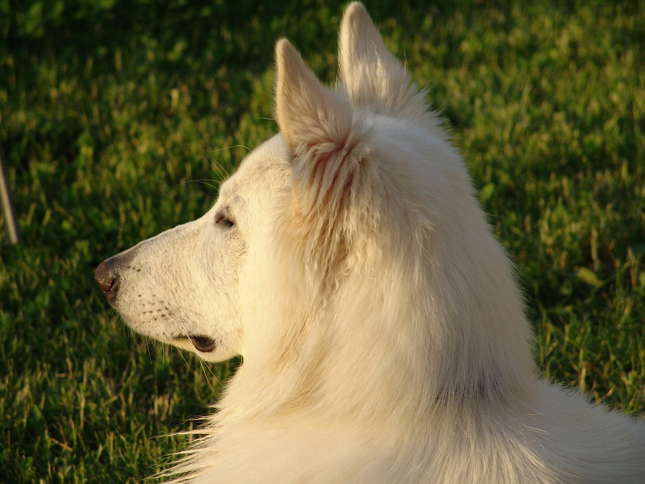 white shepherd swiss shepherd dog dog free photo