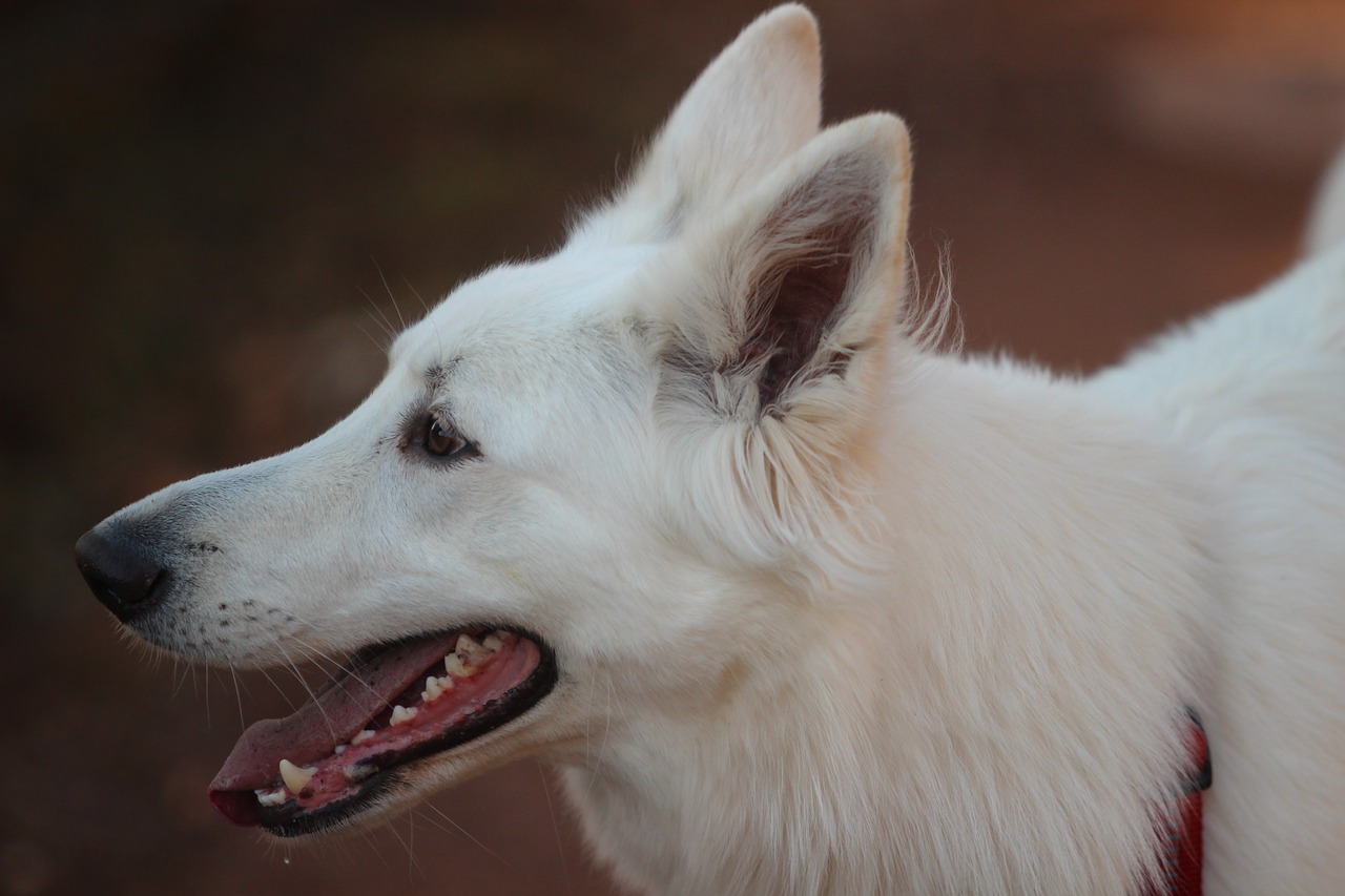 white shepherd dog animal portrait free photo