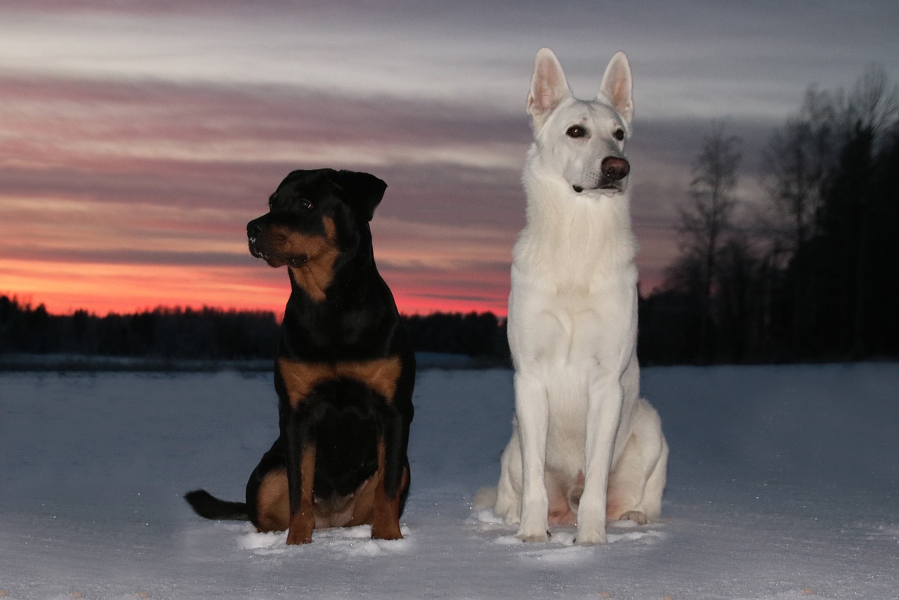 white shepherd dog dog rottweiler free photo