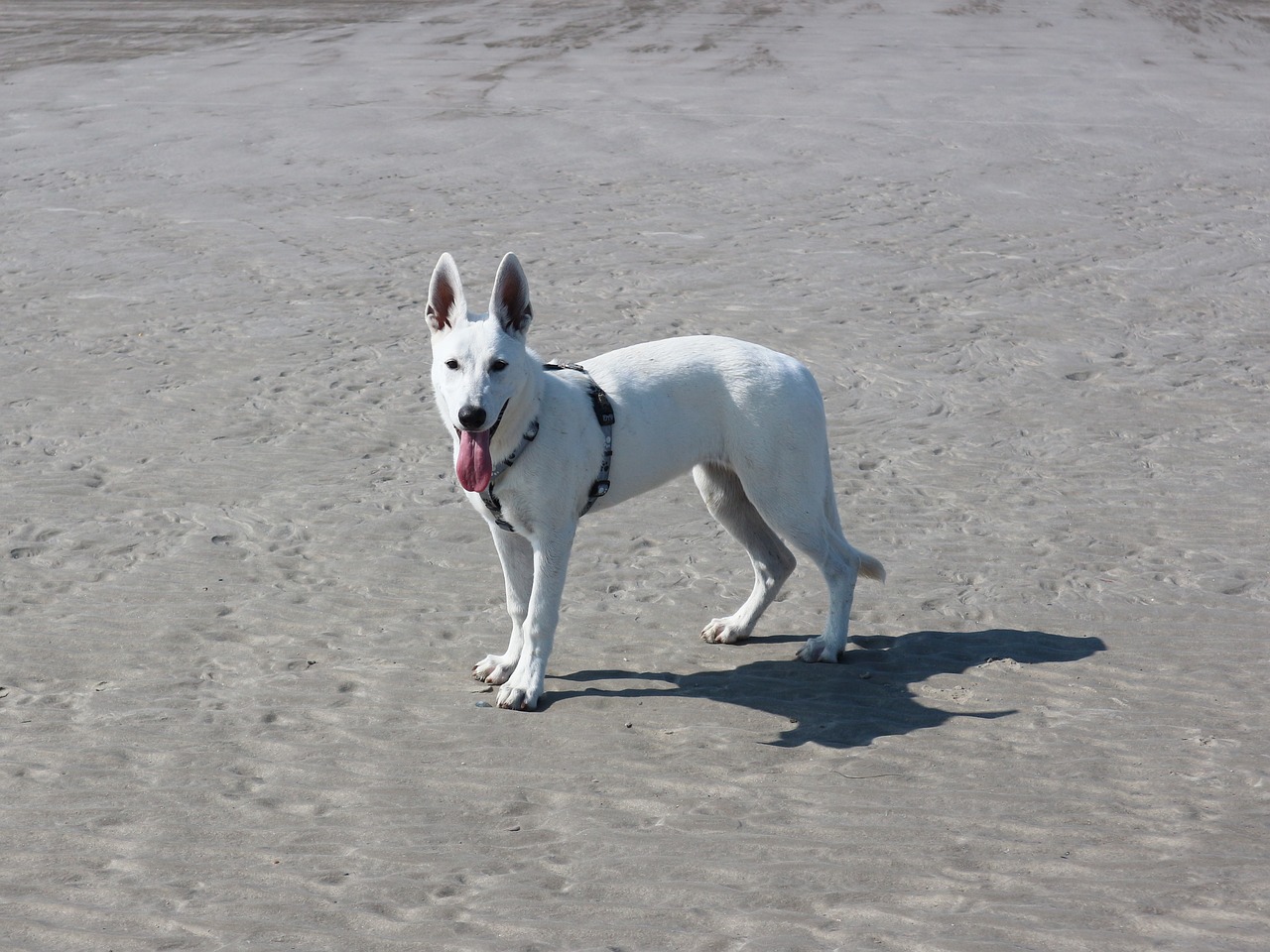 white shepherd dog  white shepherd  schäfer dog free photo