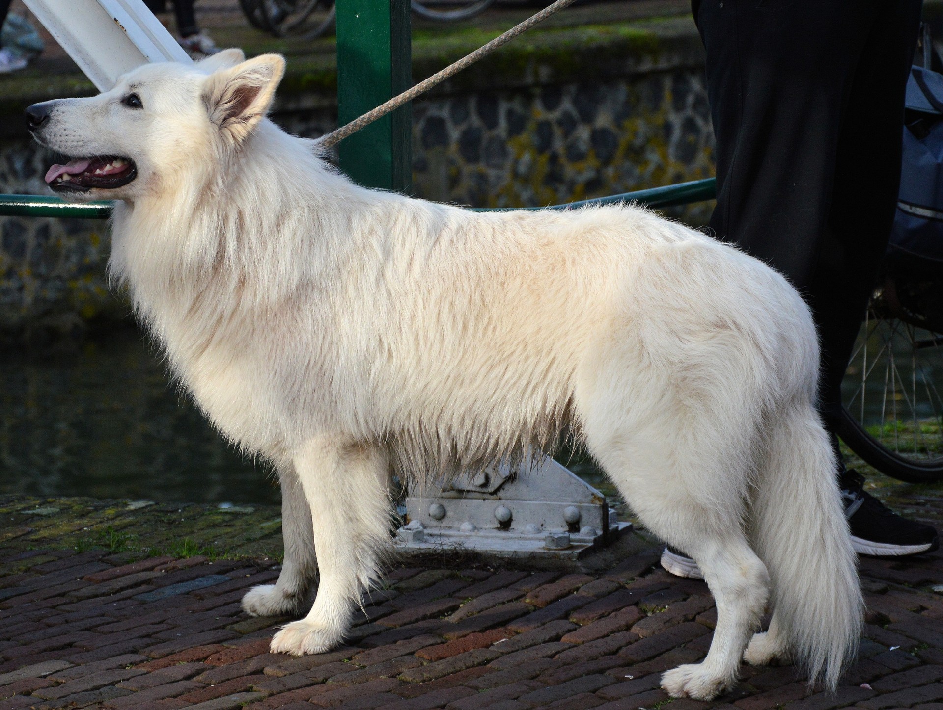 dog pet shepherd free photo